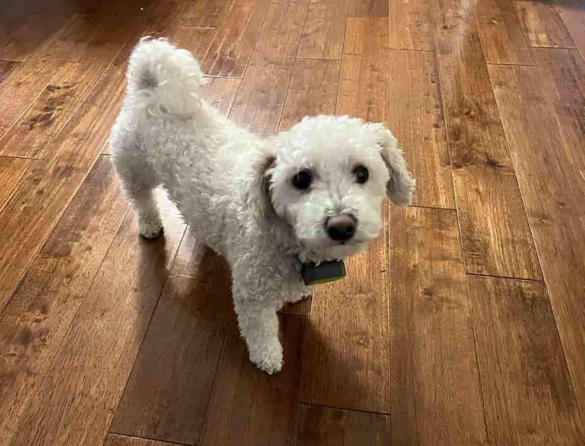 dog photo