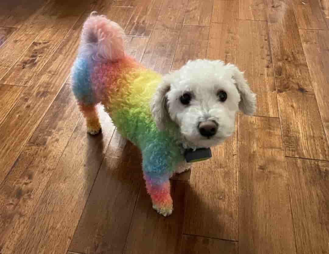 dog photo