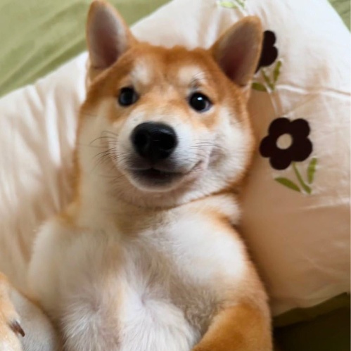 奶盖儿's avatar